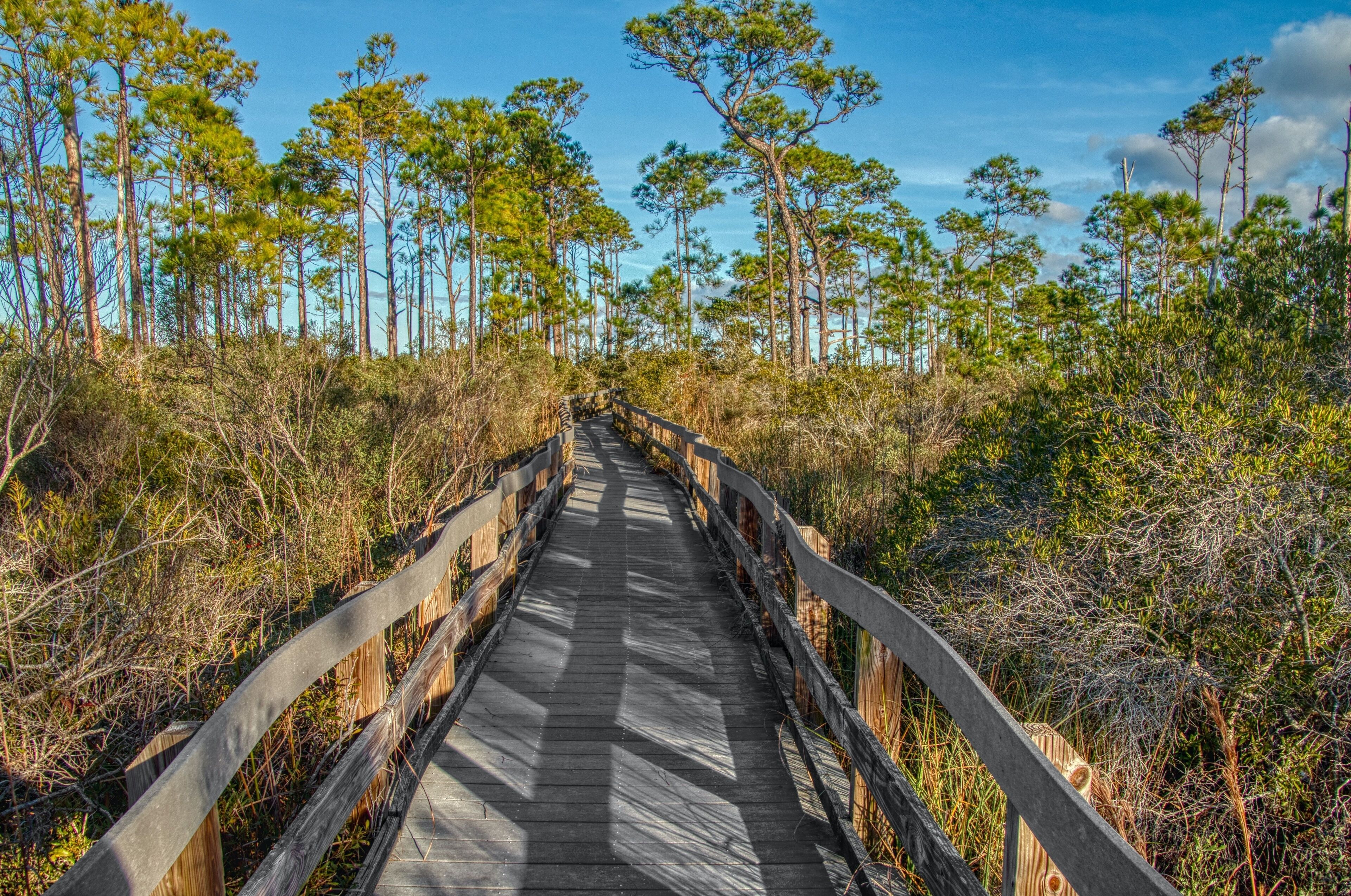 A wooden boardwalk through a dense pine forest.
