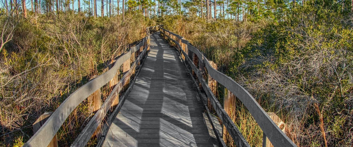 A wooden boardwalk through a dense pine forest.
