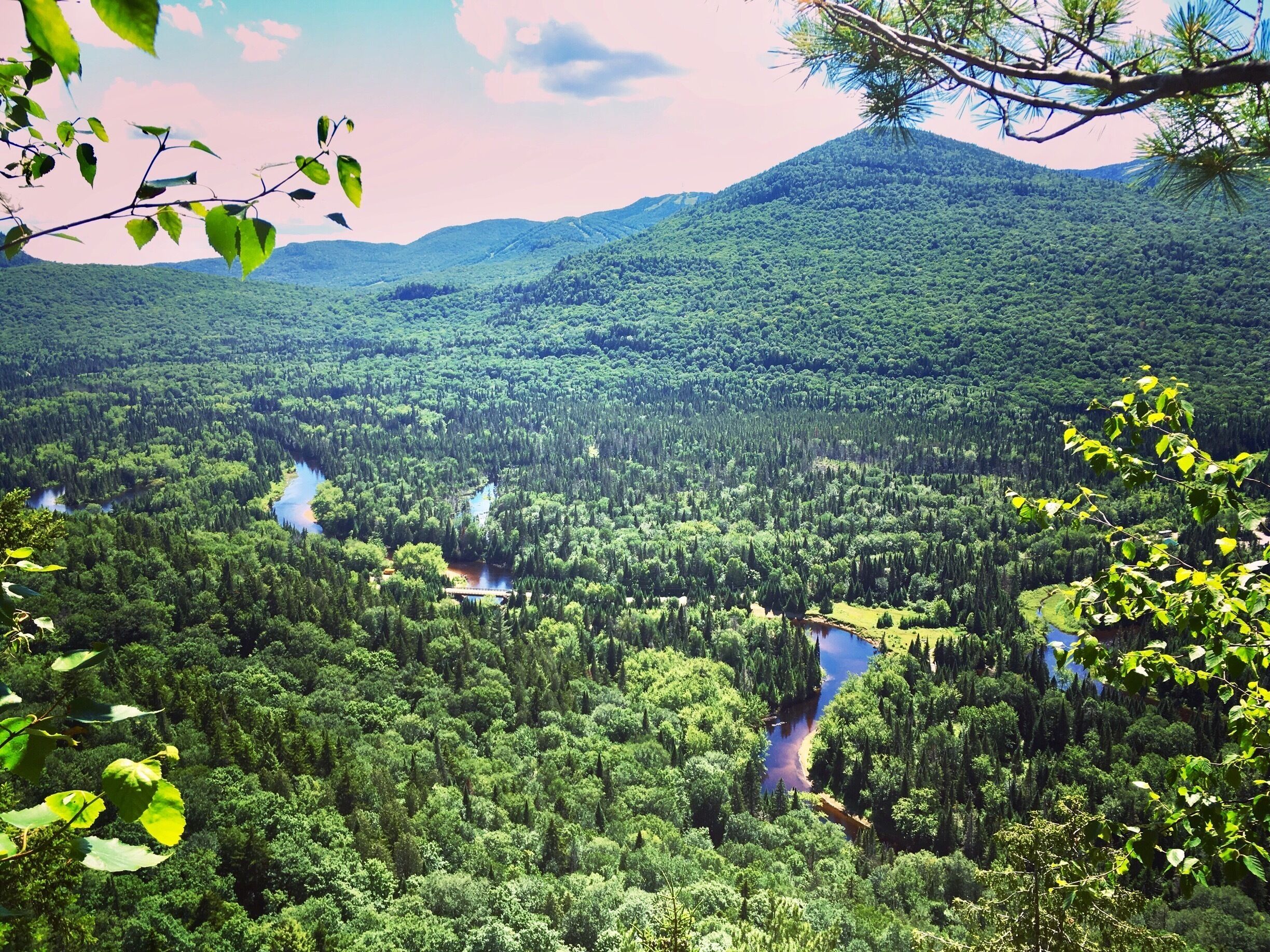 A dense forest with a river running through it and a mountain in the background.