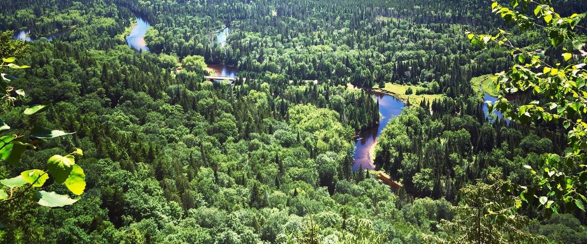 A dense forest with a river running through it and a mountain in the background.