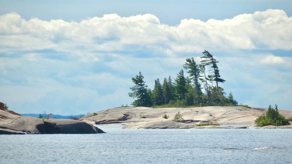 A rocky shoreline with a cluster of trees and a body of water.