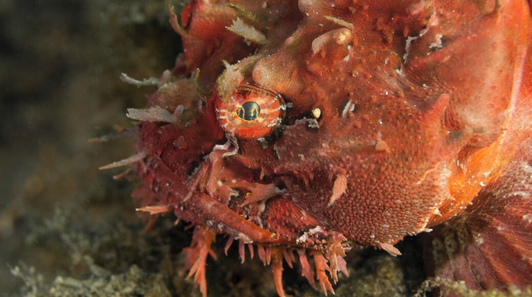 While shore diving in the waters around Halifax I got the chance to gaze into the eyes of a bright red sea raven... In case anyone was wondering it was love at first sight!
#red #scuba #diving #canada