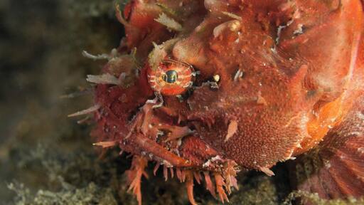 While shore diving in the waters around Halifax I got the chance to gaze into the eyes of a bright red sea raven... In case anyone was wondering it was love at first sight!
#red #scuba #diving #canada