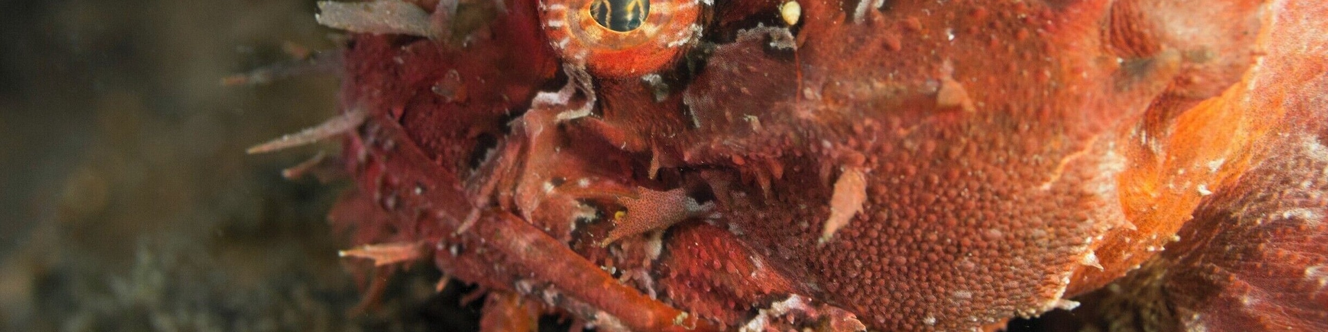 While shore diving in the waters around Halifax I got the chance to gaze into the eyes of a bright red sea raven... In case anyone was wondering it was love at first sight!
#red #scuba #diving #canada