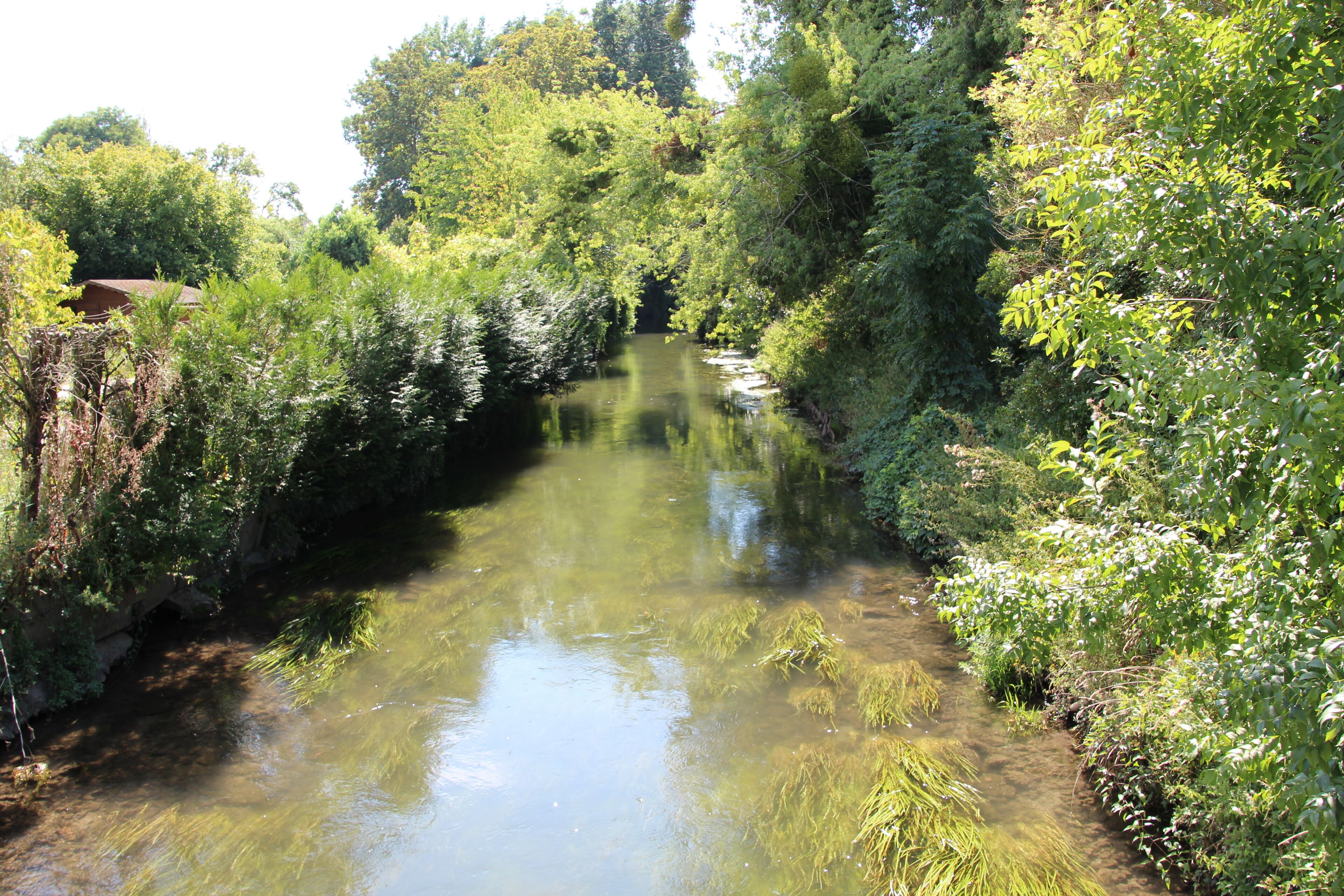 A narrow river surrounded by dense greenery and trees.