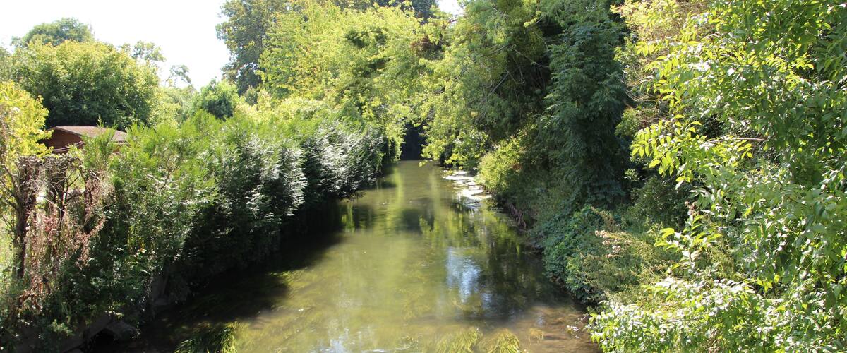 A narrow river surrounded by dense greenery and trees.