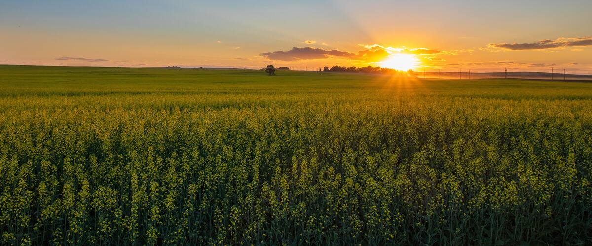 Ein weites Feld voller gelber Blüten unter einem Abendhimmel.