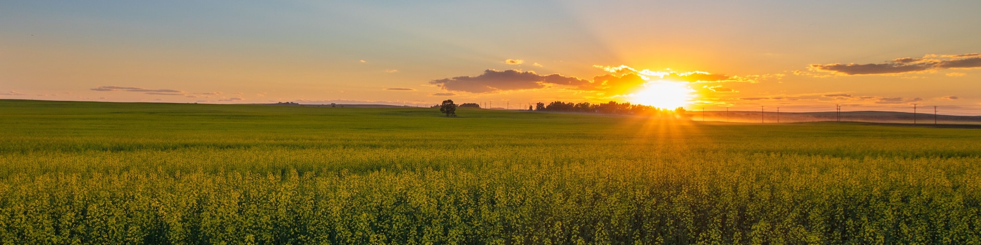 Um vasto campo de flores amarelas sob um céu ao pôr do sol.