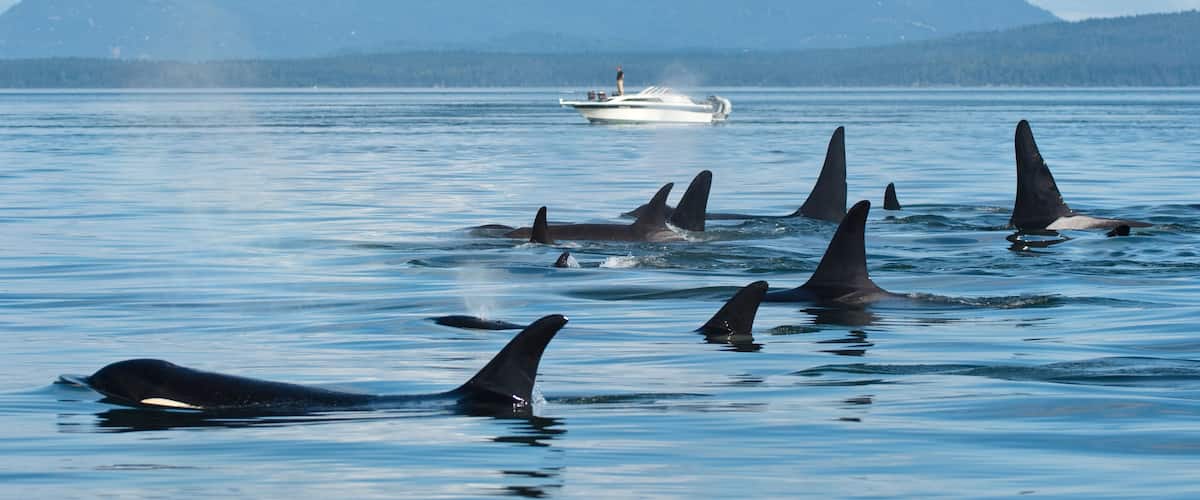 Orcas nadando en el océano con montañas al fondo y un barco.