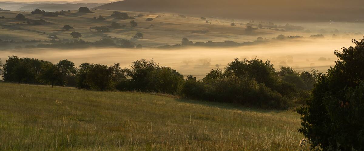 A misty landscape with rolling hills and scattered trees.