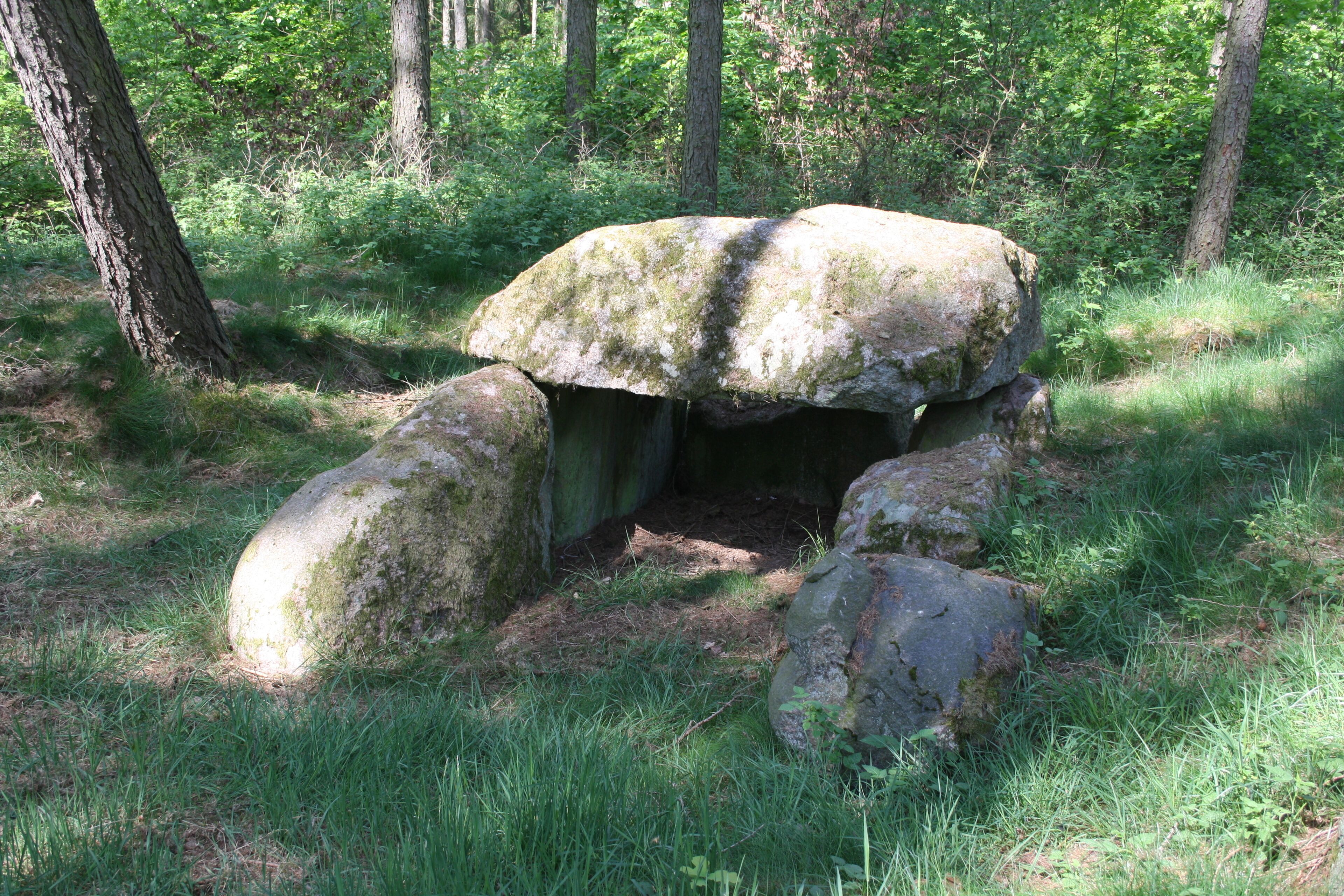 A moss-covered rock formation in a forest.