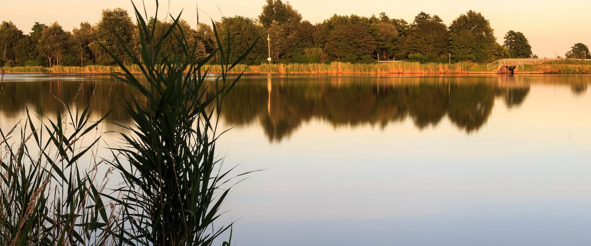 A calm lake with reeds in the foreground, a bridge in the background, and trees lining the shore.