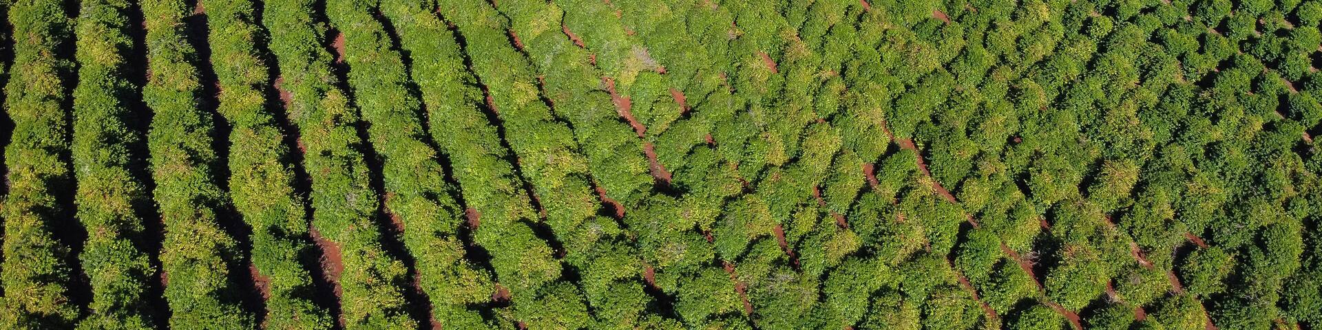 Visão aérea de campo de café no Paraná Brasil