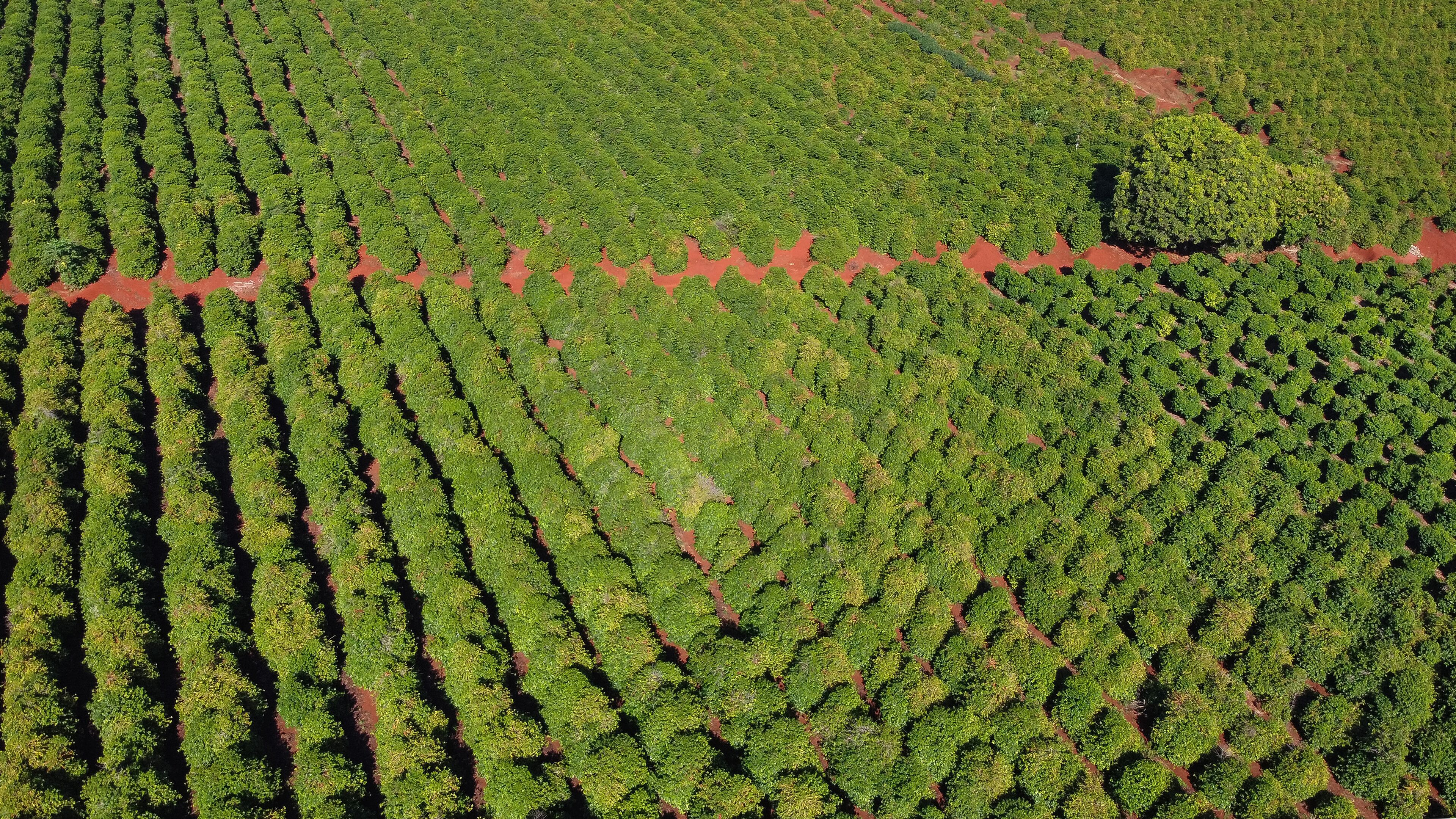 An aerial view of a large agricultural field with rows of crops.