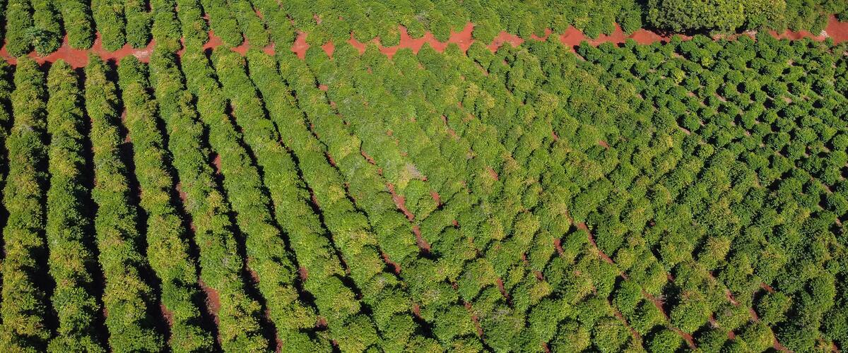 An aerial view of a large agricultural field with rows of crops.