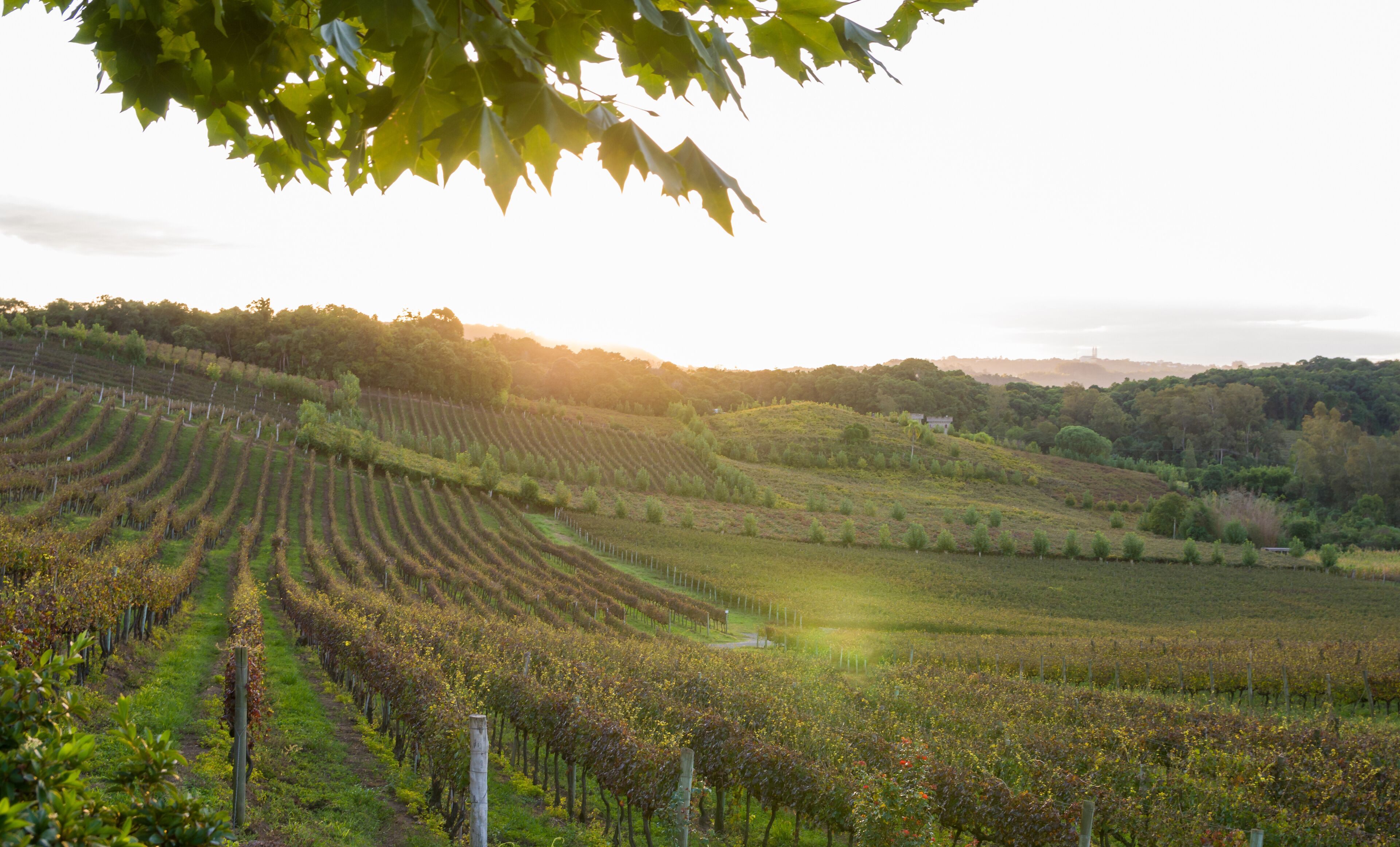 Vineyard of grapes in the Vale dos Vinhedos.