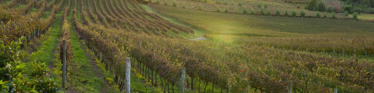 Vineyard of grapes in the Vale dos Vinhedos.