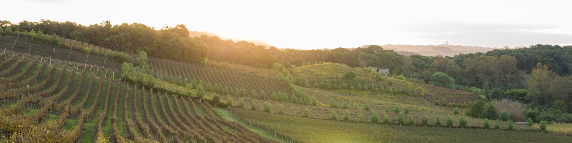 Vineyard of grapes in the Vale dos Vinhedos.