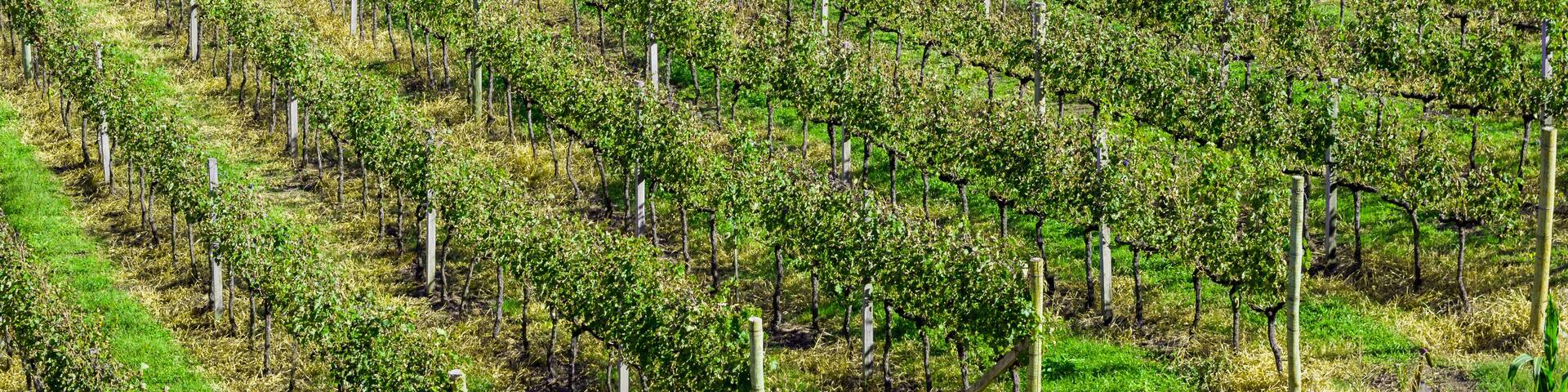 A vineyard with rows of grapevines.