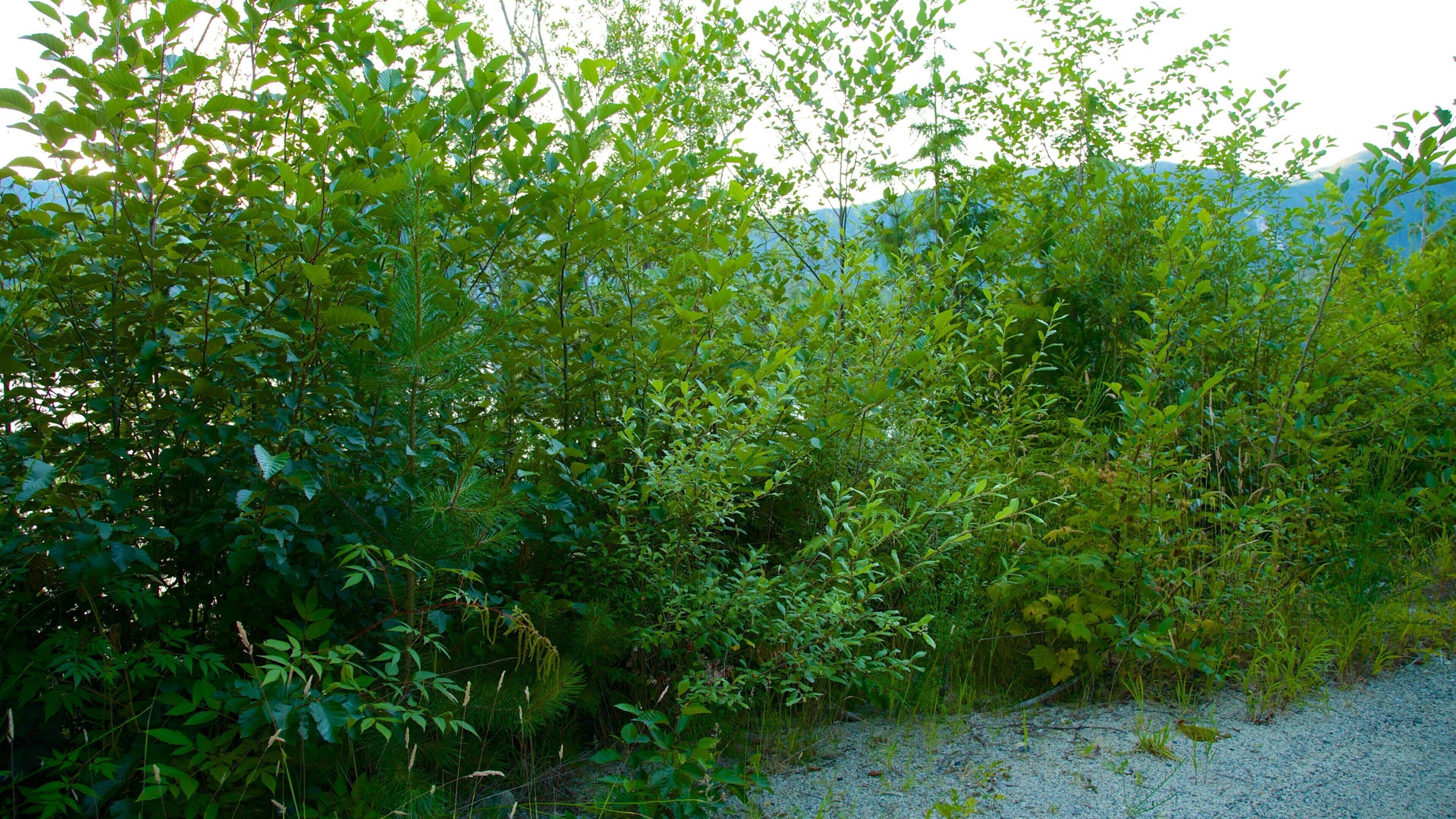 Clayquot Arm Provincial Park featuring tranquil scenes