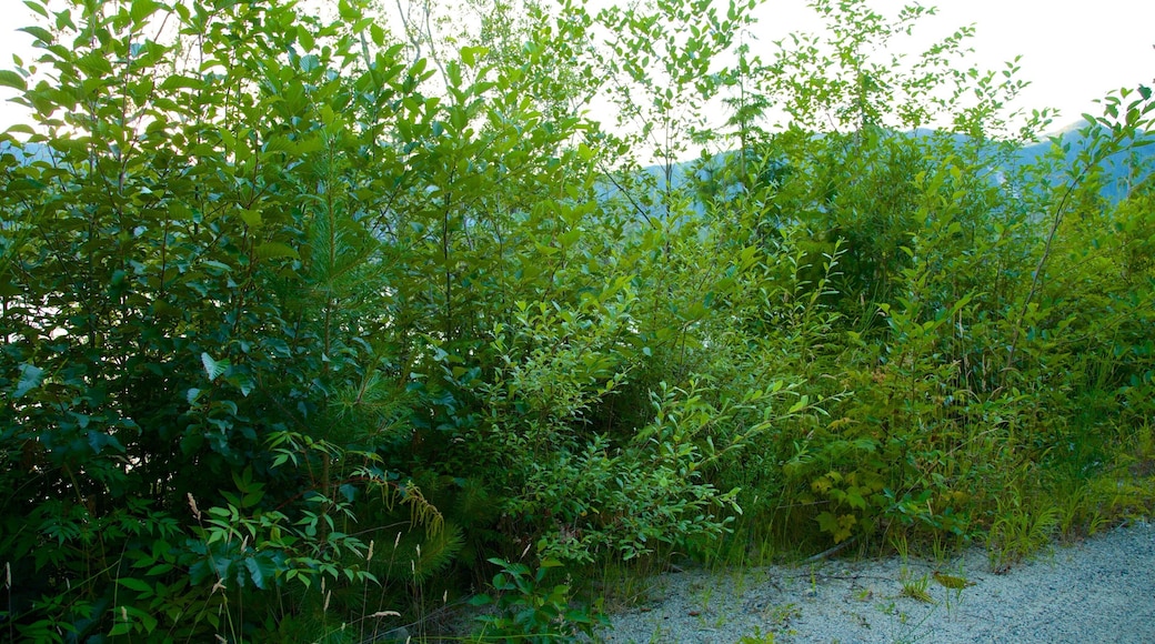 Clayquot Arm Provincial Park which includes tranquil scenes