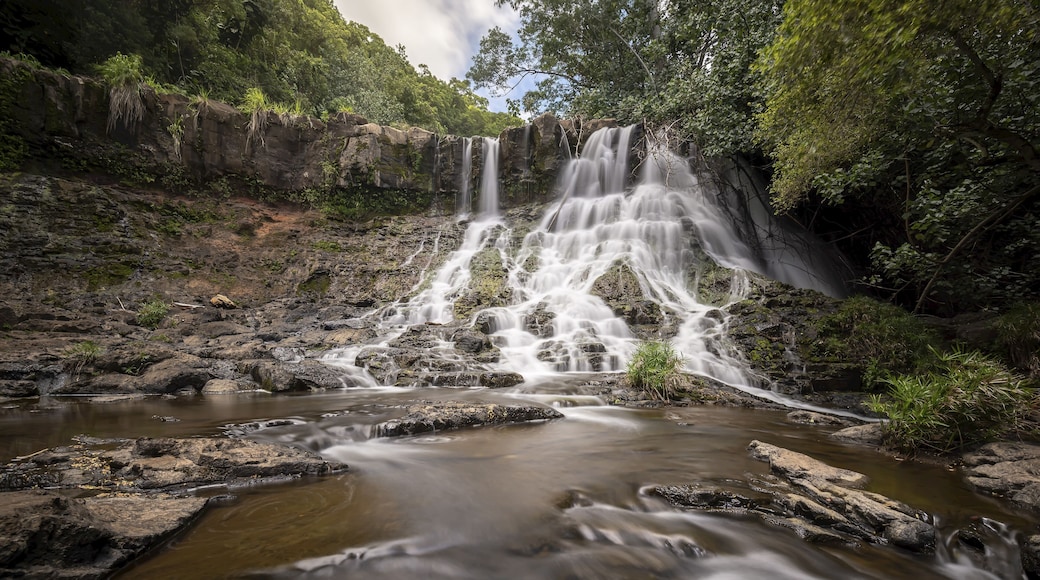 凱阿利亞森林保護區