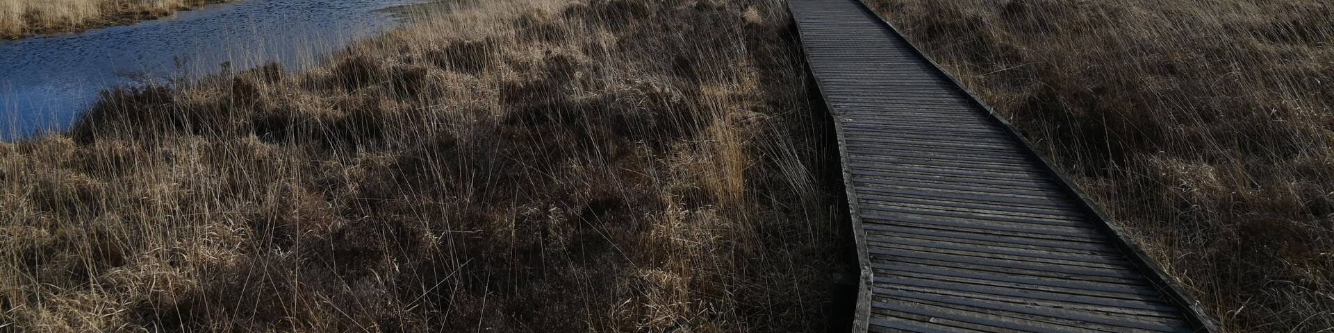 the walkway over the bog at cors caron in the sun