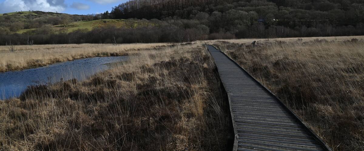 A wooden boardwalk curving through a grassy field with a small pond and a forested hill in the background.