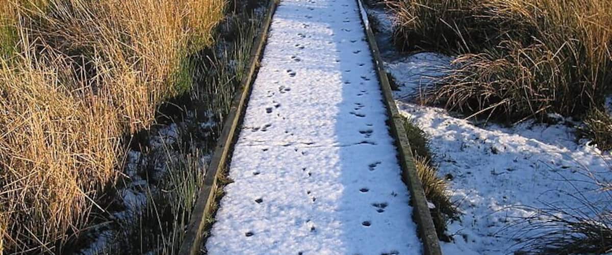 Boardwalk, Cors Caron Nature Reserve This almost straight 600m long section of boardwalk takes the reserve's Riverside Walk to the actual river, the Afon Teifi https://www.geograph.org.uk/photo/1650062 . The vegetation changes from bog grass near the river to dense shrubs in wet ground nearer the railway alignment at the east end. I was surprised to see that I was the first to leave human footprints here since the snow fell before Christmas. The other footprints are (left to right) probably a Grey Heron https://www.geograph.org.uk/photo/1649469 , a couple of sheep and perhaps a hare?