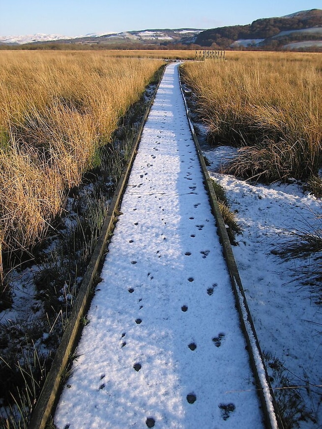 Boardwalk, Cors Caron Nature Reserve This almost straight 600m long section of boardwalk takes the reserve's Riverside Walk to the actual river, the Afon Teifi https://www.geograph.org.uk/photo/1650062 . The vegetation changes from bog grass near the river to dense shrubs in wet ground nearer the railway alignment at the east end. I was surprised to see that I was the first to leave human footprints here since the snow fell before Christmas. The other footprints are (left to right) probably a Grey Heron https://www.geograph.org.uk/photo/1649469 , a couple of sheep and perhaps a hare?