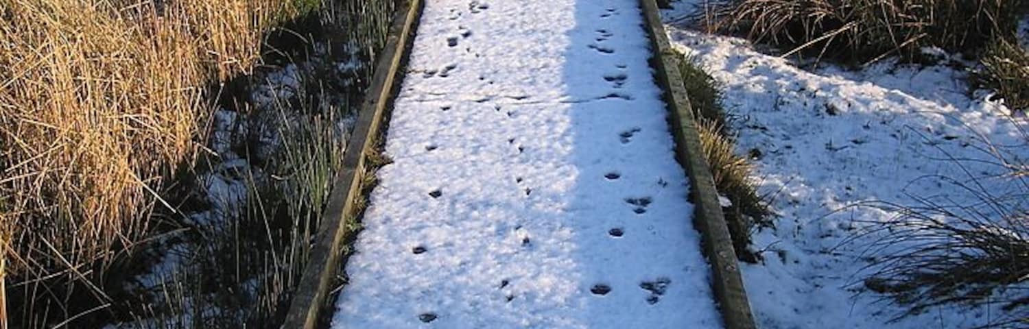 Boardwalk, Cors Caron Nature Reserve This almost straight 600m long section of boardwalk takes the reserve's Riverside Walk to the actual river, the Afon Teifi https://www.geograph.org.uk/photo/1650062 . The vegetation changes from bog grass near the river to dense shrubs in wet ground nearer the railway alignment at the east end. I was surprised to see that I was the first to leave human footprints here since the snow fell before Christmas. The other footprints are (left to right) probably a Grey Heron https://www.geograph.org.uk/photo/1649469 , a couple of sheep and perhaps a hare?