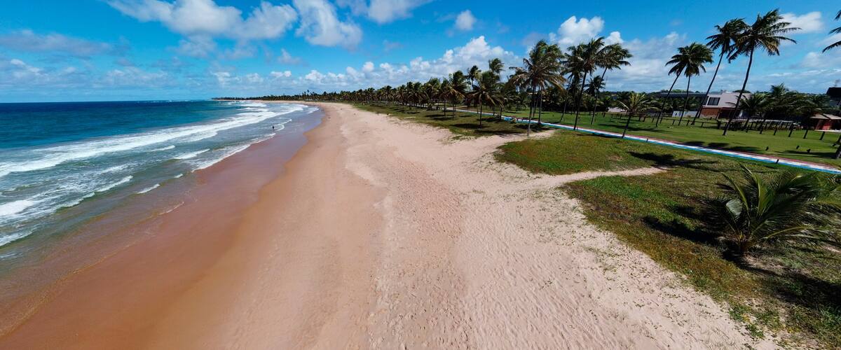 A beach with a sandy shore, palm trees, and a clear blue sky.