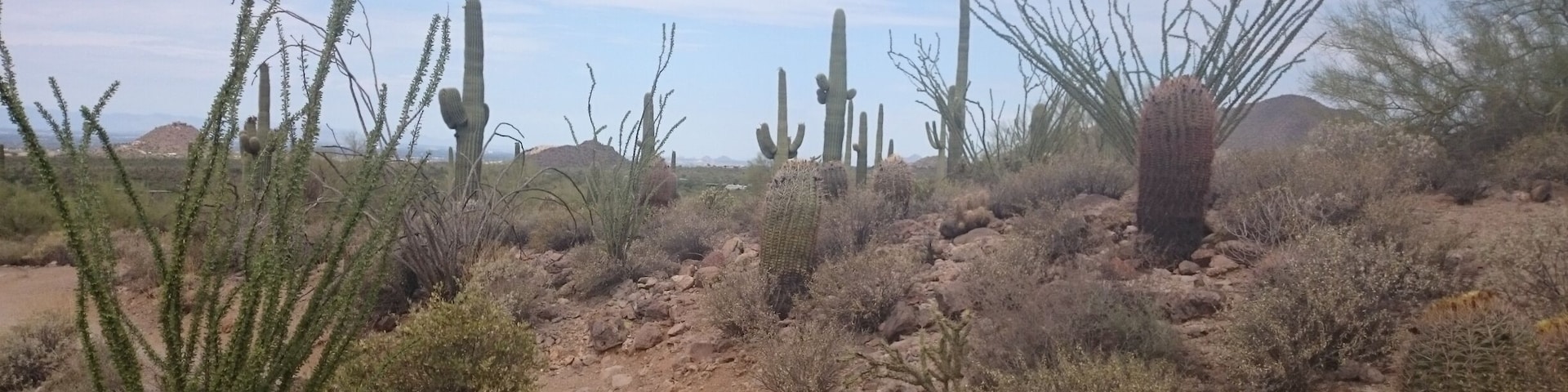 Paisagem desértica com um caminho de terra, cactos e vegetação rala.