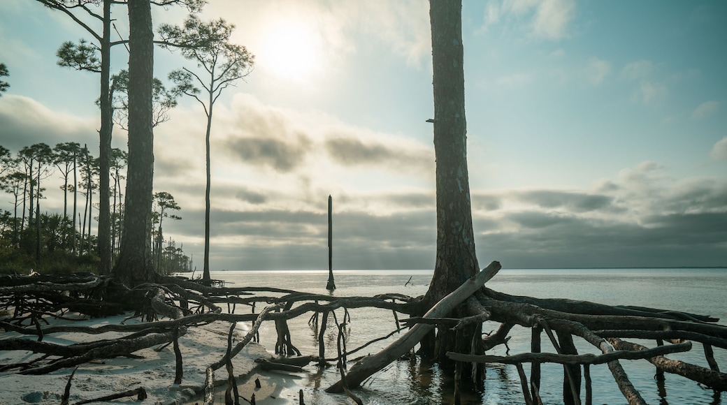 St George Island State Park, Florida: dead trees coastline