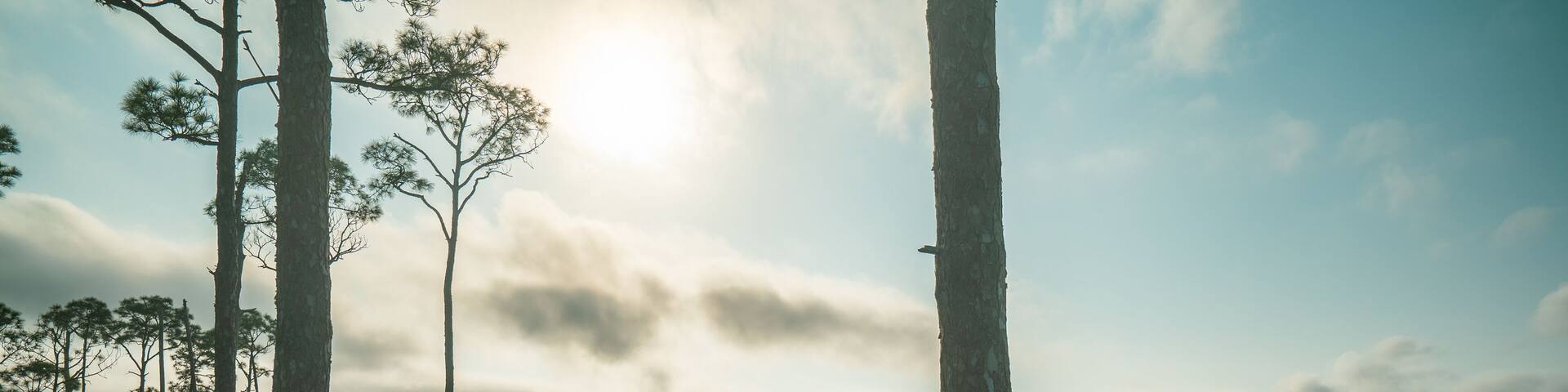 St George Island State Park, Florida: dead trees coastline