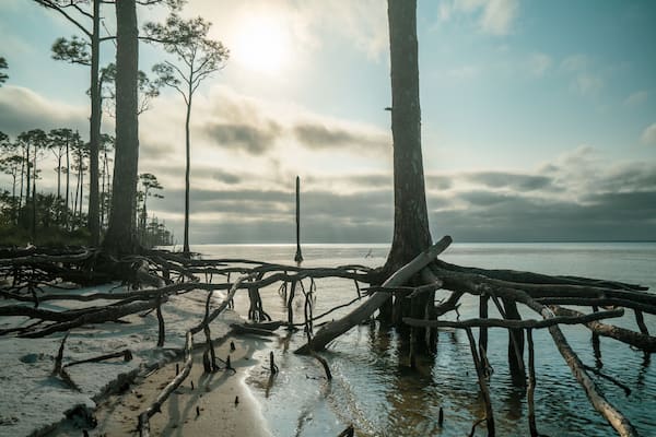 St George Island State Park, Florida: dead trees coastline
