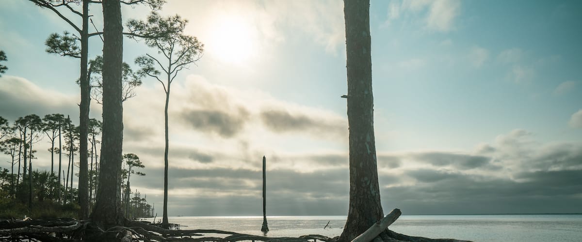 A coastal landscape with fallen trees and a calm sea under a cloudy sky.