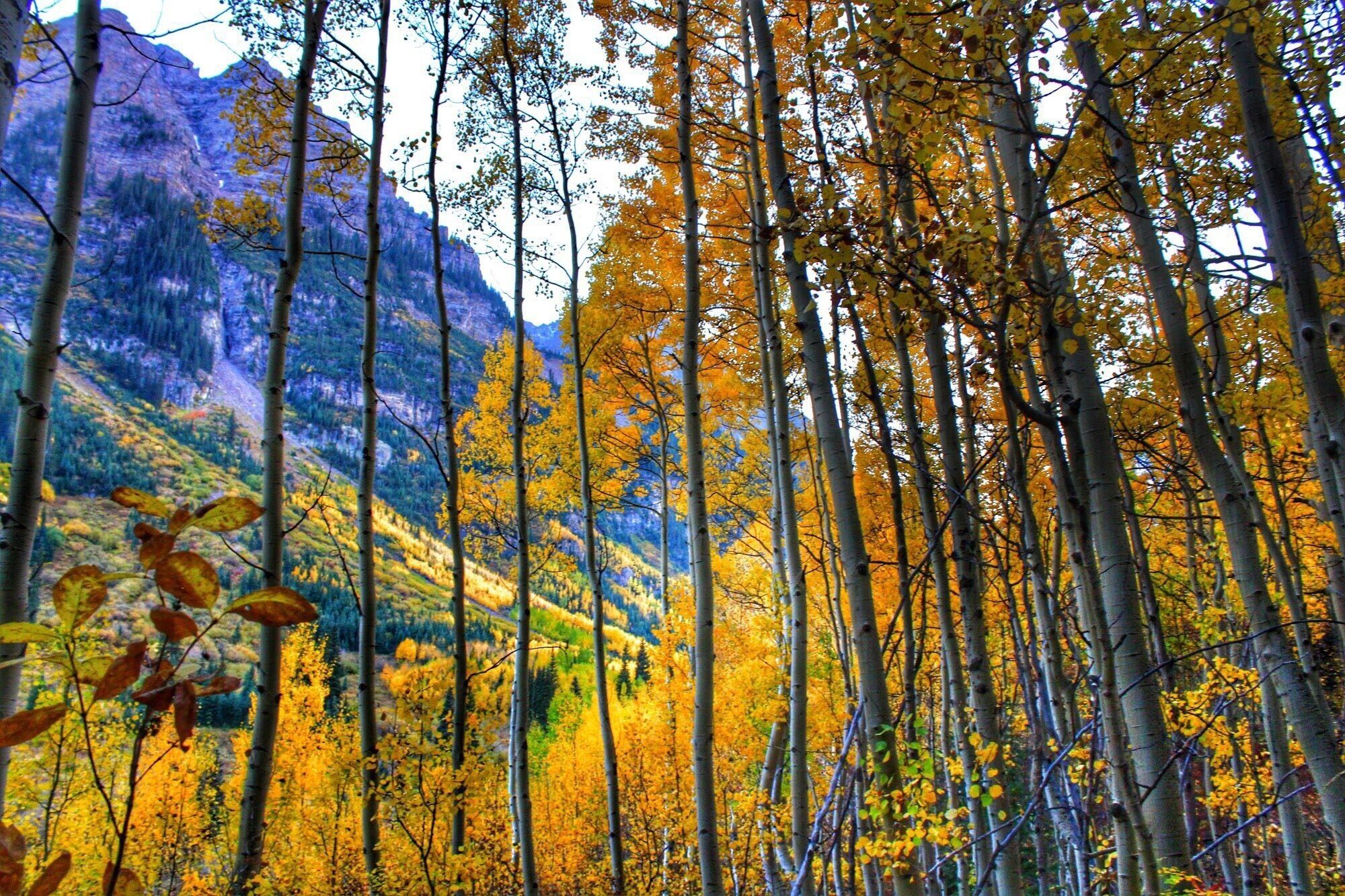 Aspen in the fall.