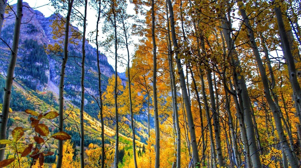 Aspen in the fall.