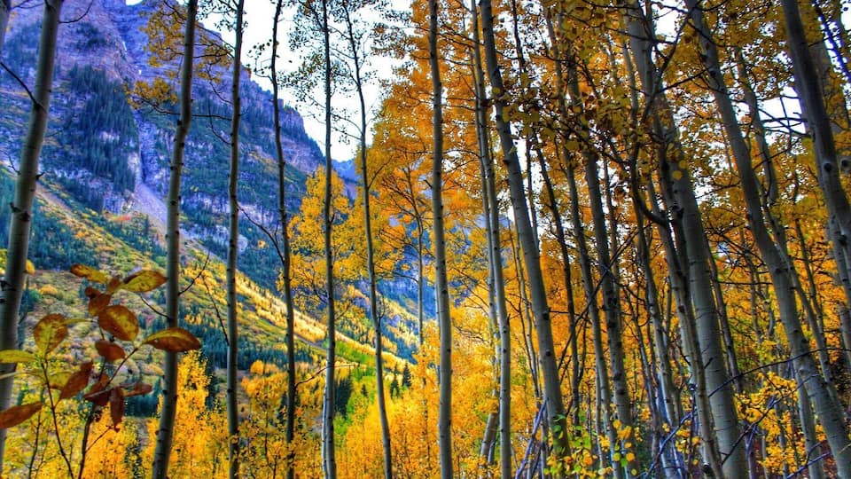 Aspen in the fall.
