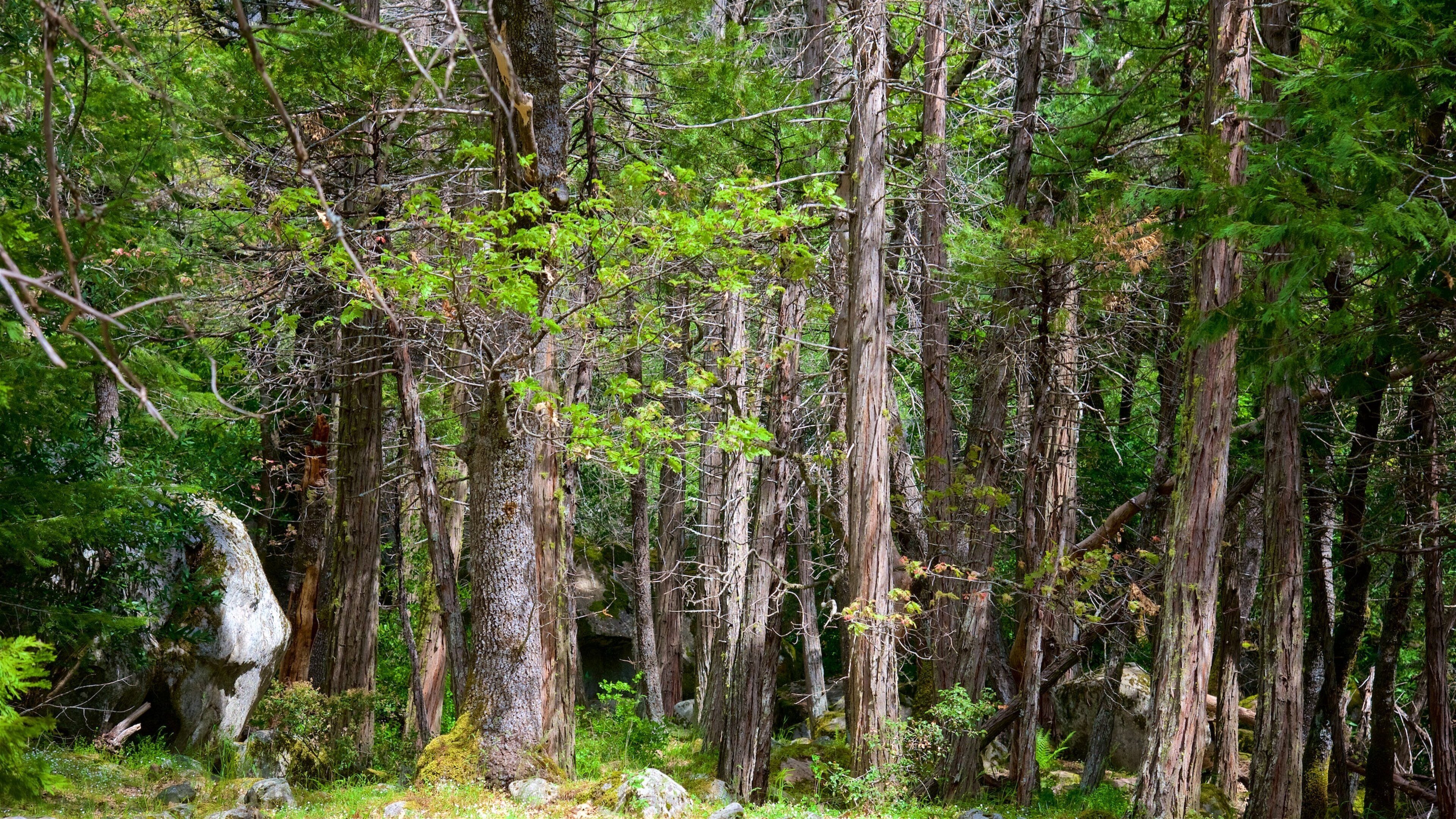 Chutes d\'eau Bridalveil Fall qui includes scĂšnes forestiĂšres