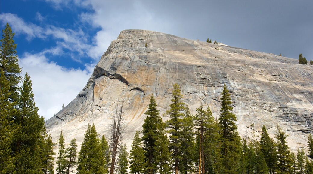 Lembert Dome featuring a gorge or canyon and forest scenes
