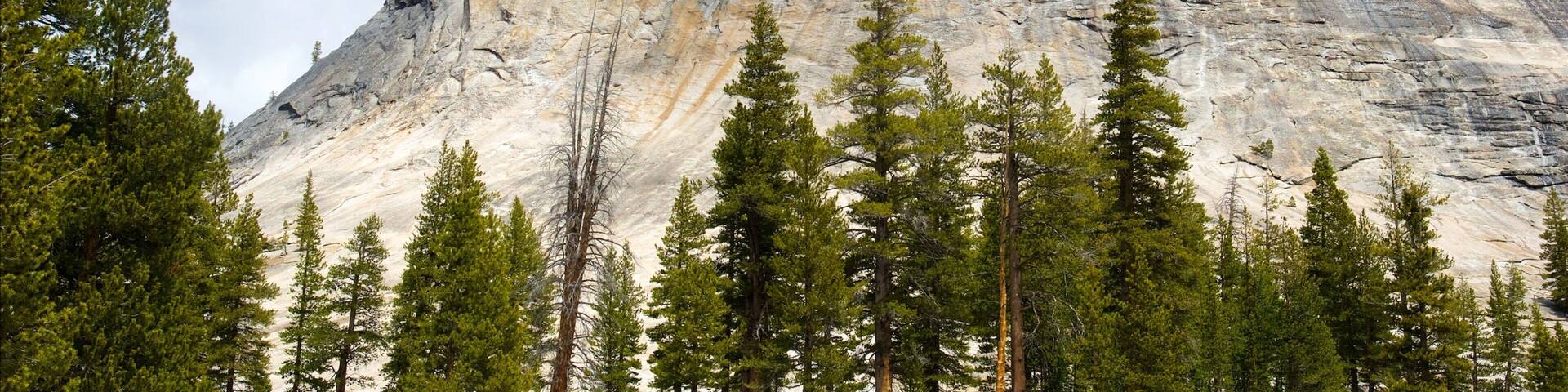 Lembert Dome featuring a gorge or canyon and forest scenes