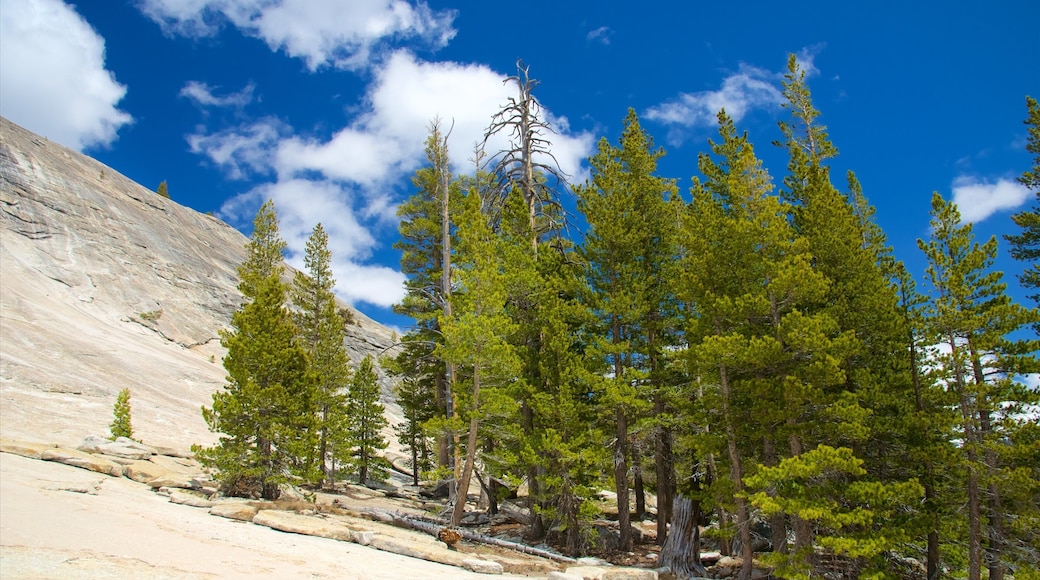 Lembert Dome which includes forest scenes