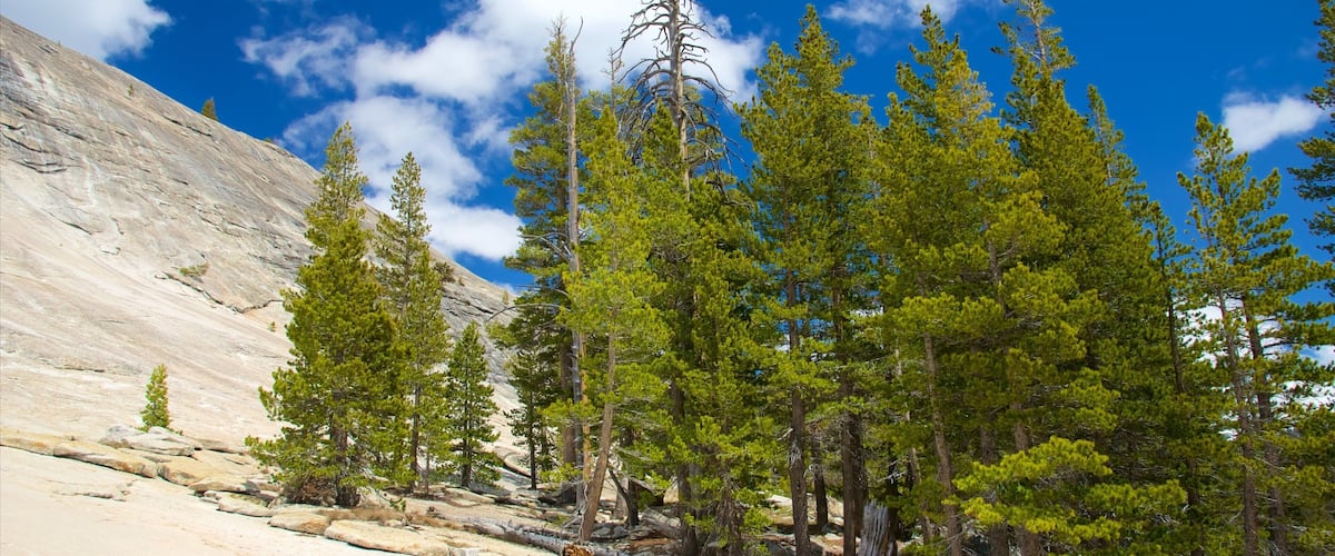 Lembert Dome que incluye bosques