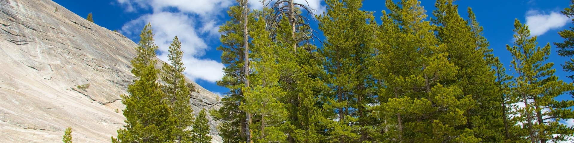 Lembert Dome mettant en vedette scĂšnes forestiĂšres