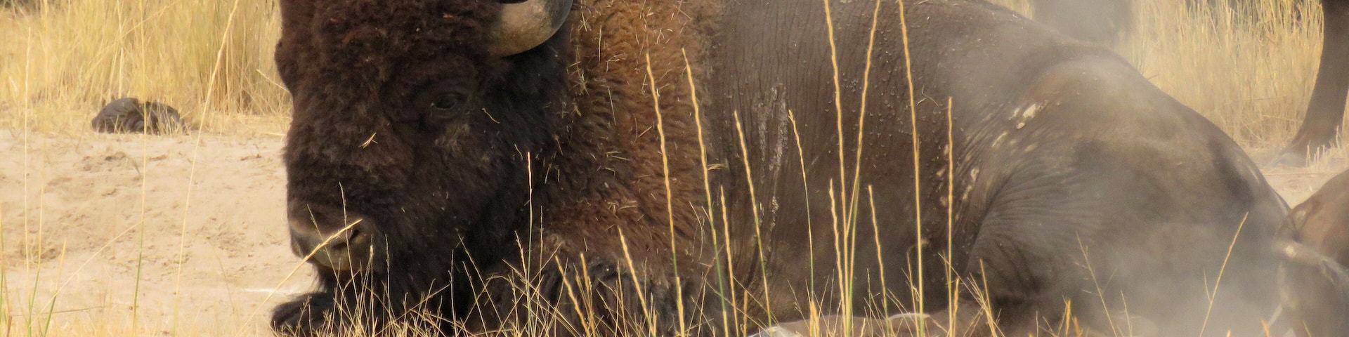 Bison at the National Bison Range - St. Ignatius, Montana