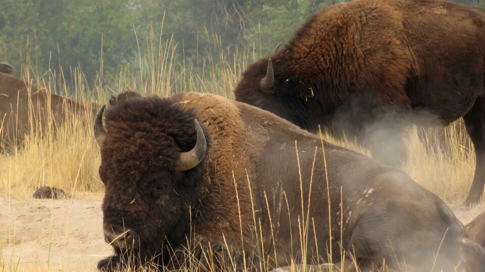 Bison in a grassy field with tall grass and a forest in the background.