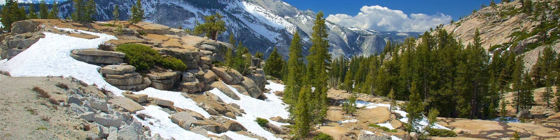 Olmsted Point showing forests, tranquil scenes and snow