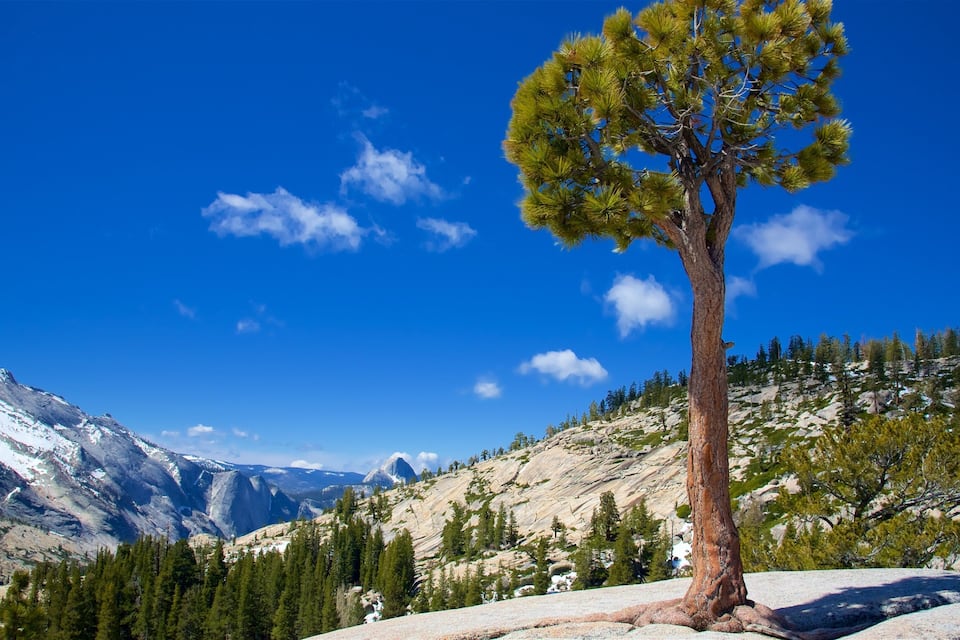 A lone pine tree on a rocky mountain slope with a clear blue sky and snow-capped peaks in the background.
